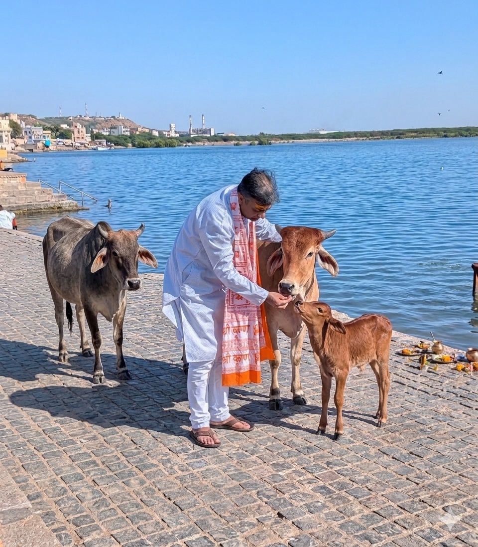 Cow feeding ritual
